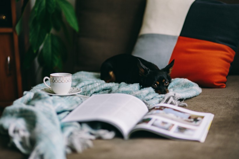 沙发上的杂志和小狗的图片(9张)