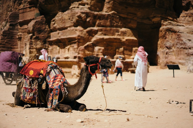 沙漠中的骆驼图片(8张)