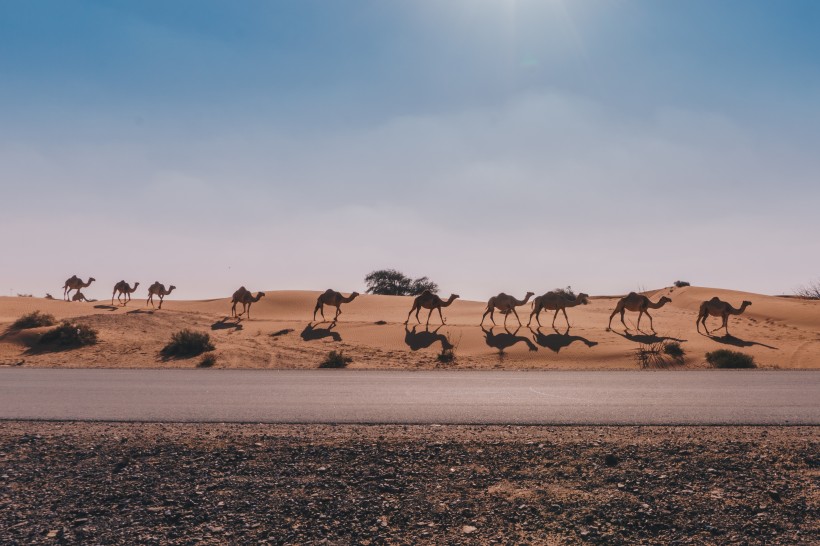沙漠中行走的骆驼图片(8张)