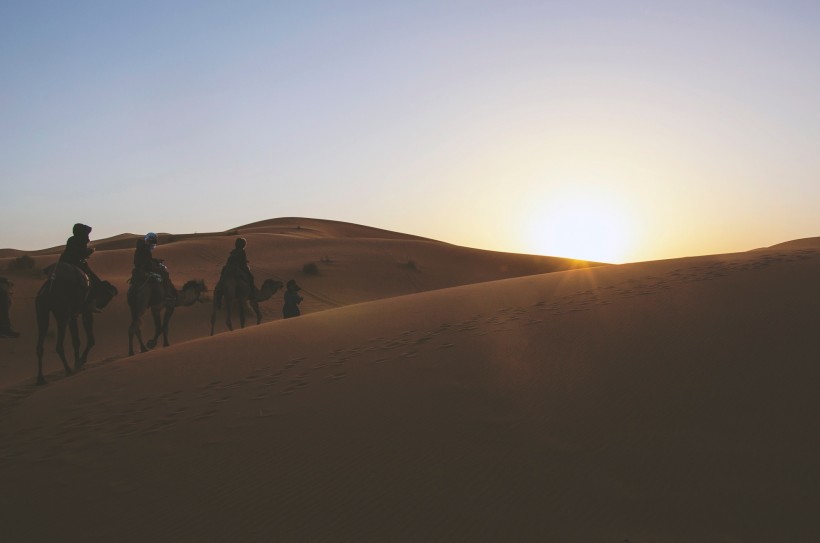 沙漠中行走的骆驼图片(8张)