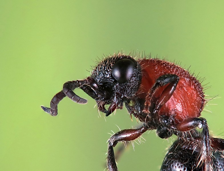 微拍山蚂蚁图片(6张)