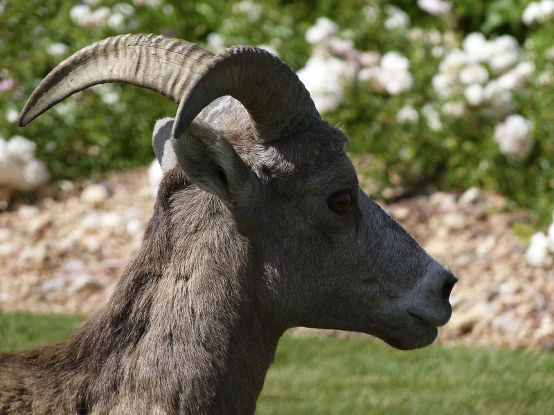 奇异的混血动物之山绵羊图片(14张)