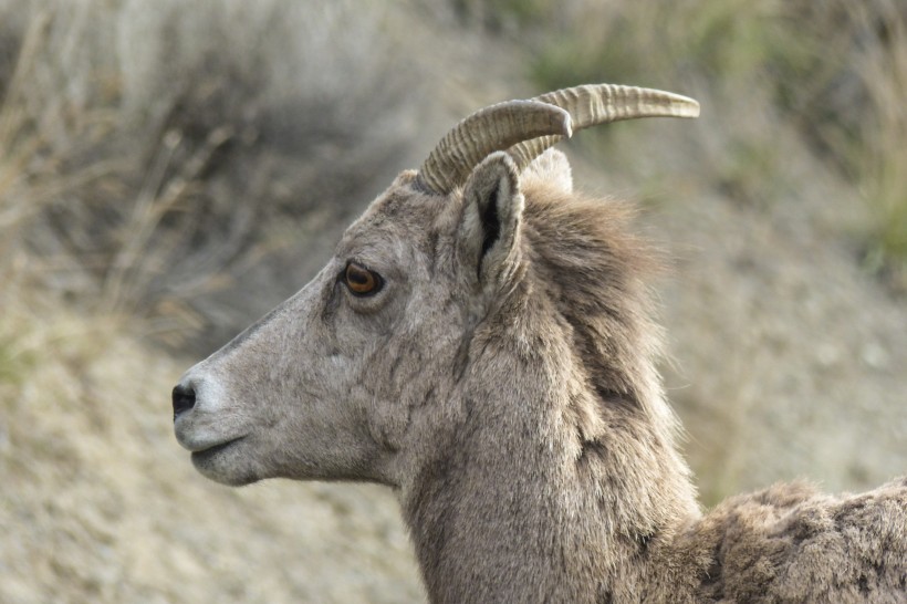 奇异的混血动物之山绵羊图片(14张)