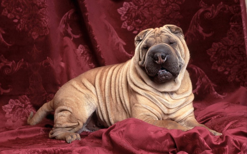 可爱的沙皮犬图片(19张)