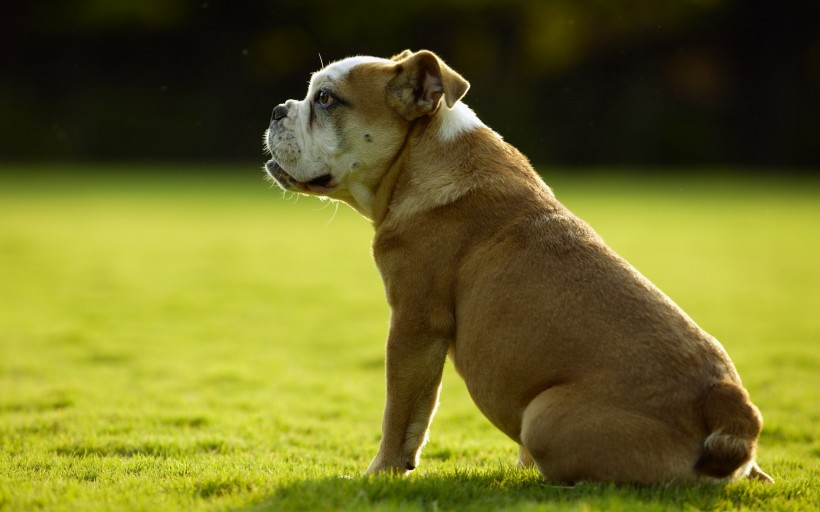可爱的沙皮犬图片(19张)