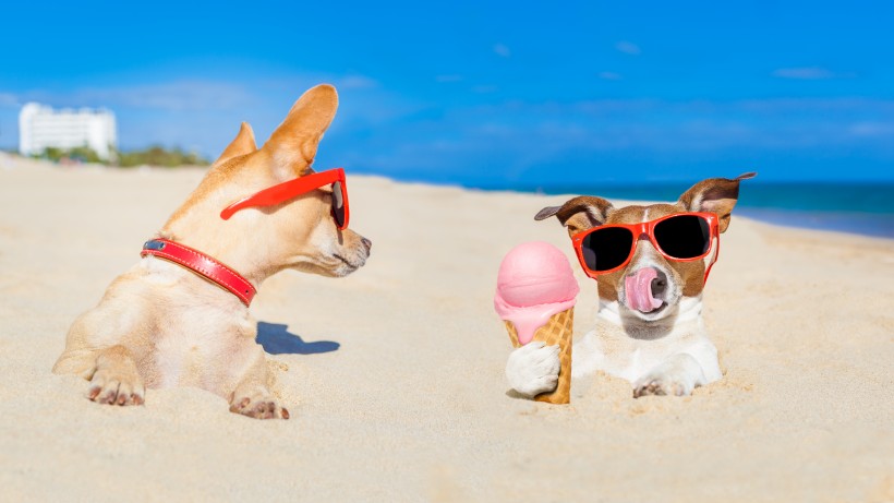 沙滩上可爱的狗狗图片(15张)