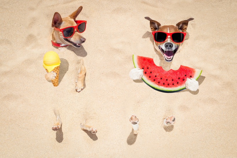 沙滩上可爱的狗狗图片(15张)