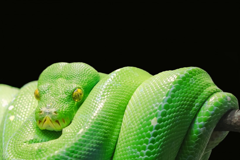 一条五彩斑斓的蛇图片(16张)