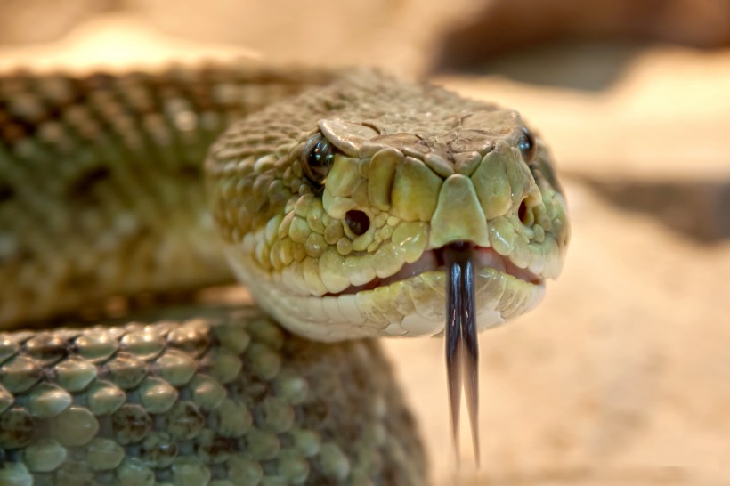 冰冷危险的蛇图片(14张)
