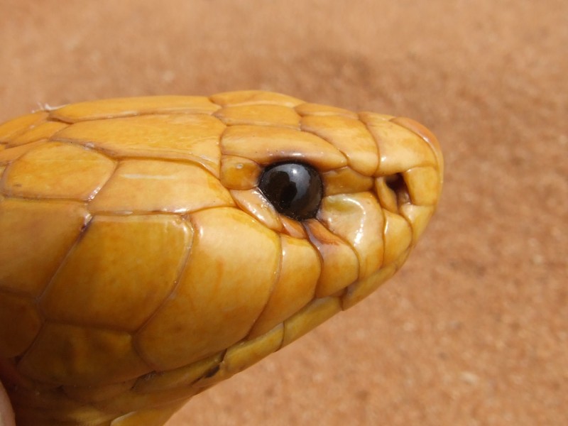 蛇的头部图片(16张)