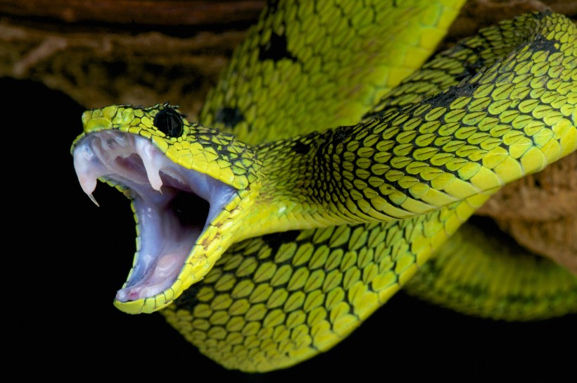 蛇类图片(7张)