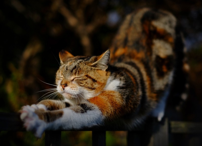 爬树的猫咪图片(13张)