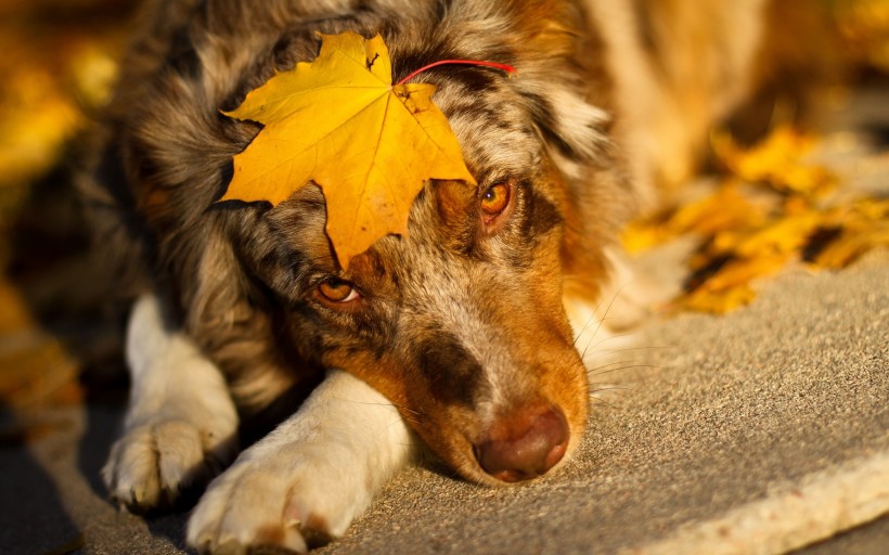 德国黑背牧羊犬图片(22张)