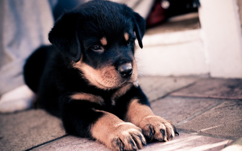 德国黑背牧羊犬图片(22张)