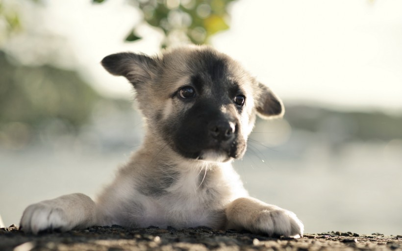 德国黑背牧羊犬图片(22张)