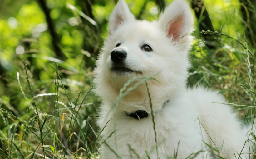 德国黑背牧羊犬图片(22张)