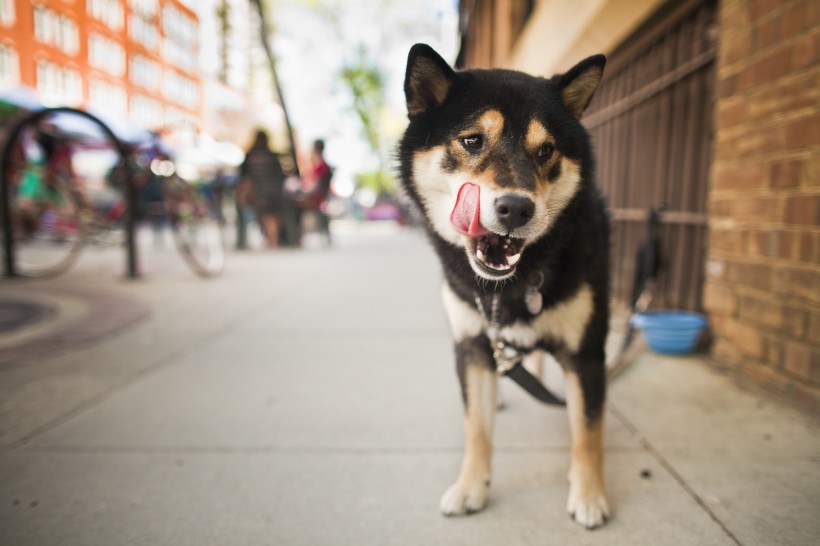 西巴犬图片(6张)