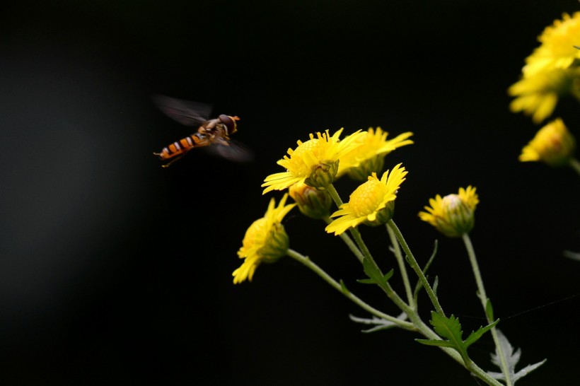 食蚜蝇图片(6张)