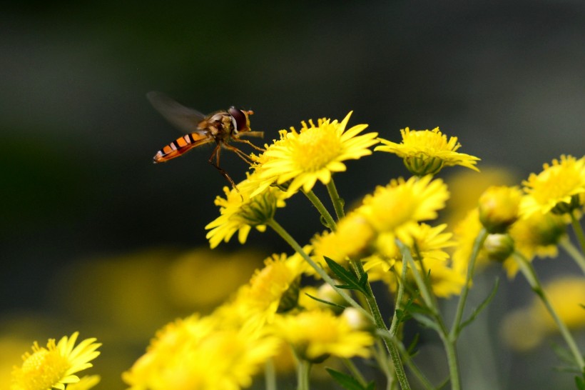 黄色小花上的食蚜蝇图片(6张)