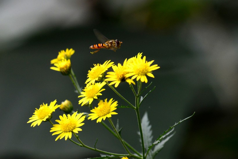 黄色小花上的食蚜蝇图片(6张)