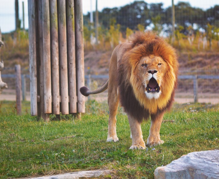勇猛的狮子图片(10张)