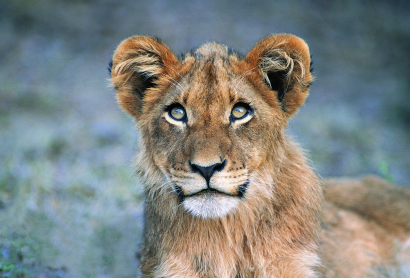 母狮图片(15张)