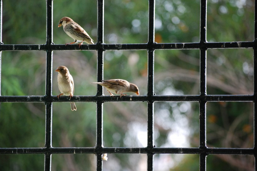 小型鸟类——树麻雀图片(15张)