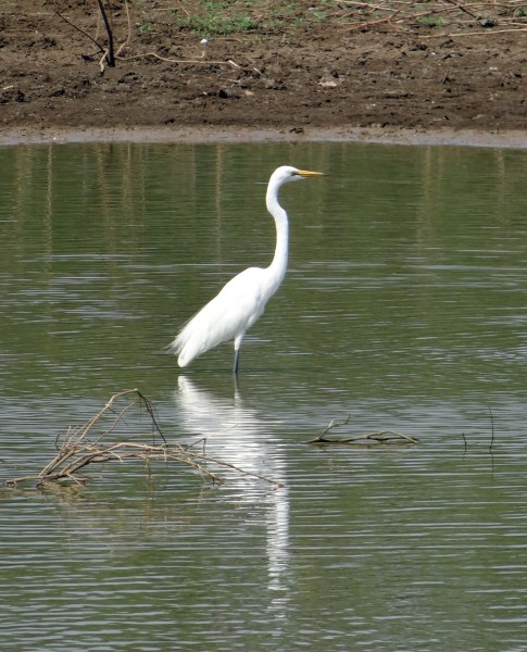 站在水中的一只白鹭图片(13张)