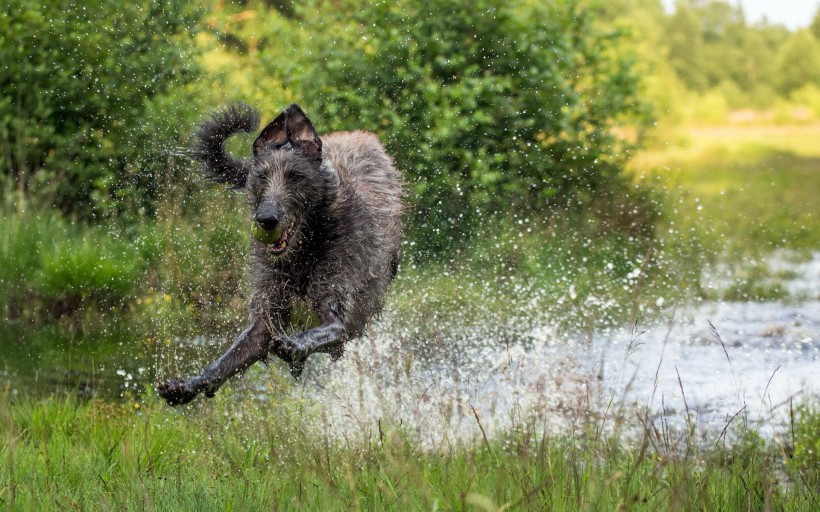 水中奔跑的狗狗图片(12张)