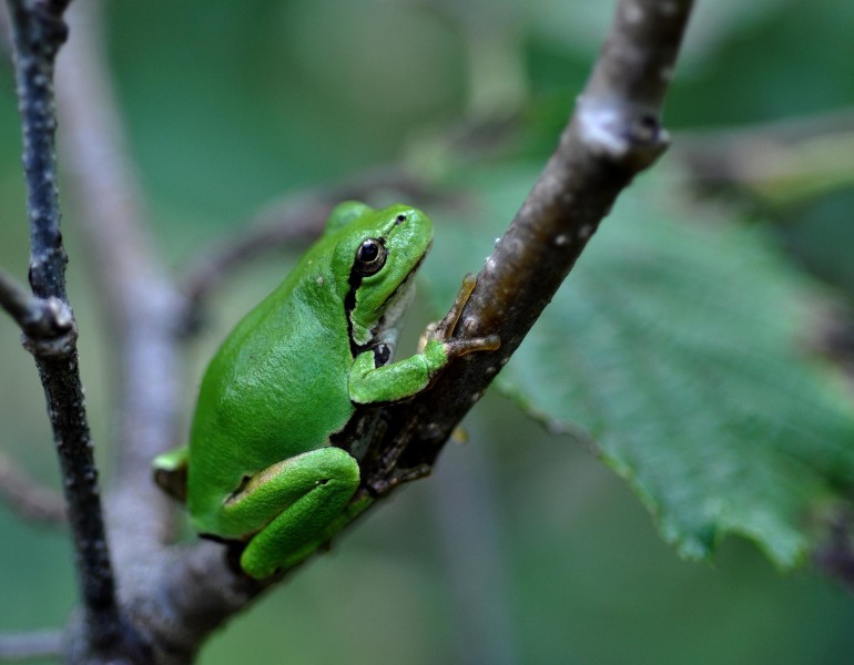 绿色树蛙图片(6张)