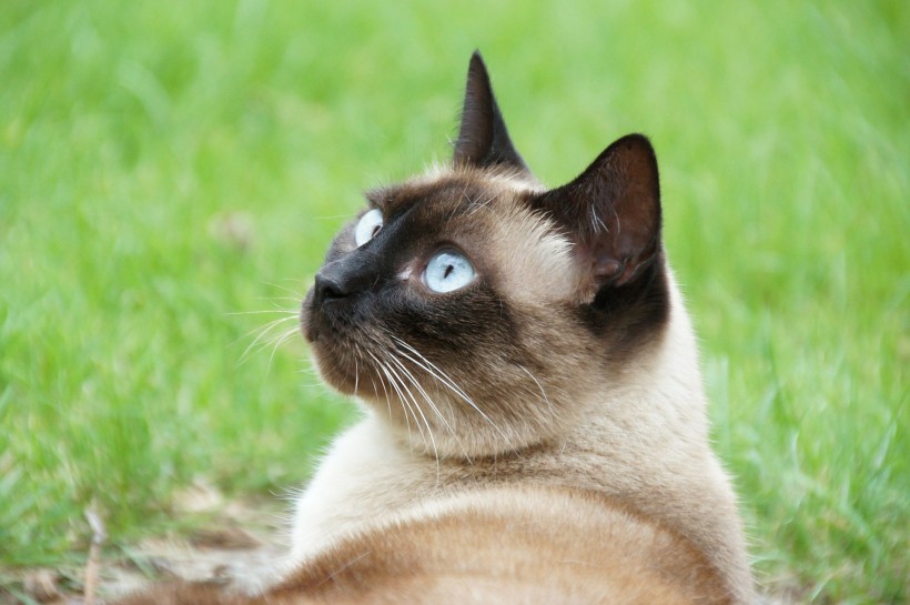 可爱的暹罗猫图片(18张)