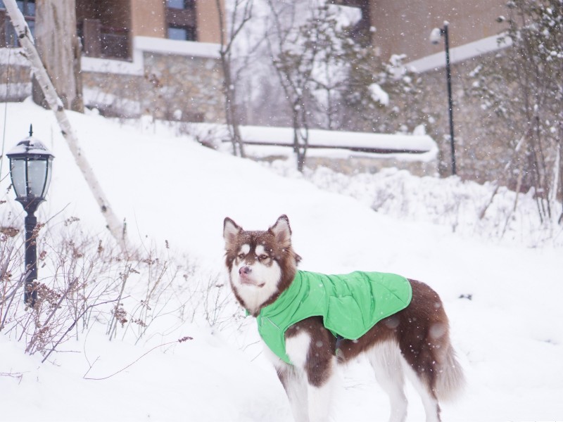 西伯利亚雪橇犬图片(12张)
