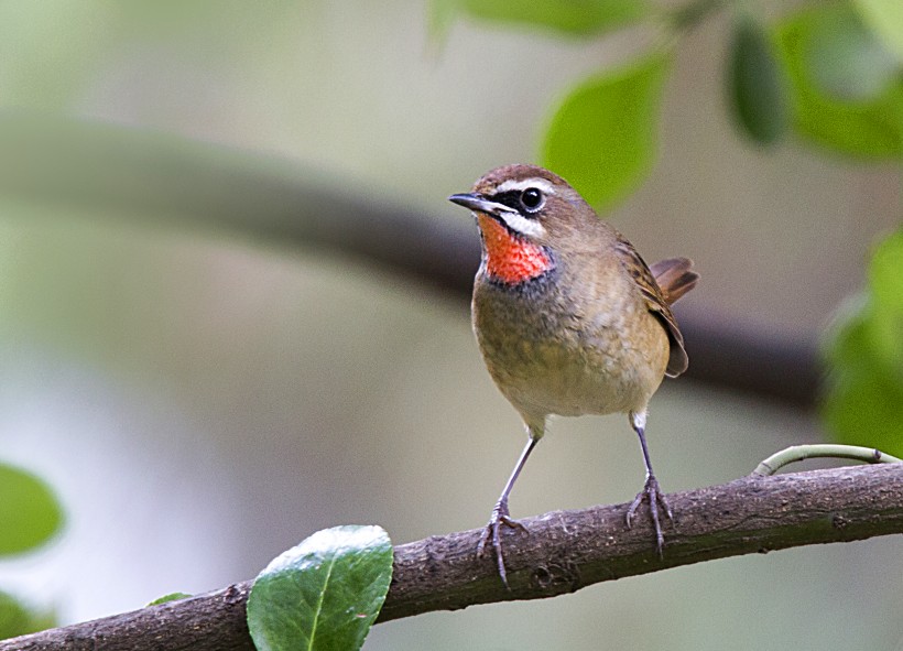 靓丽的红喉歌鸲鸟类图片(7张)