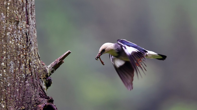 丝光椋鸟图片(17张)