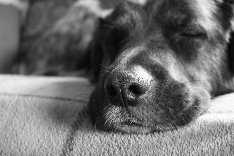 熟睡的狗狗图片(19张)