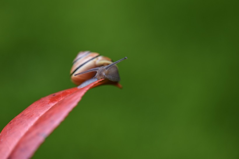 雨后的蜗牛图片(9张)
