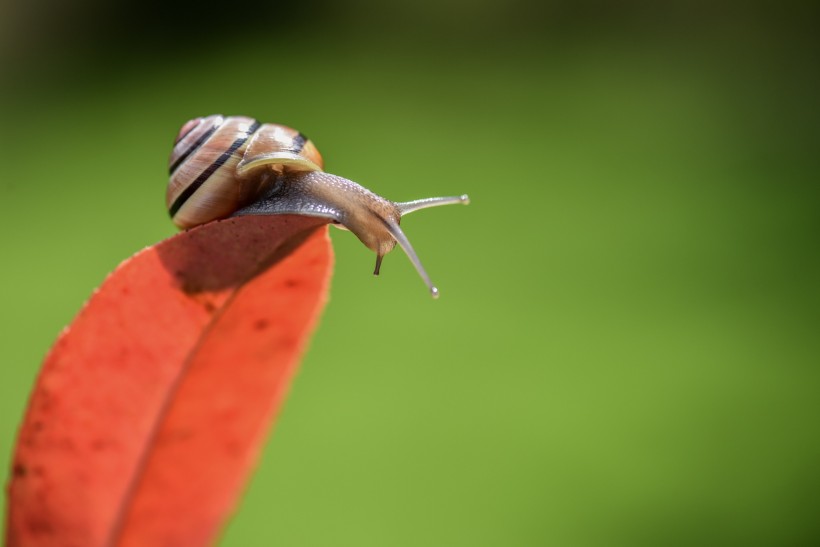 微距蜗牛图片(9张)