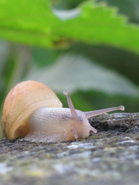 爬行缓慢的蜗牛图片(14张)