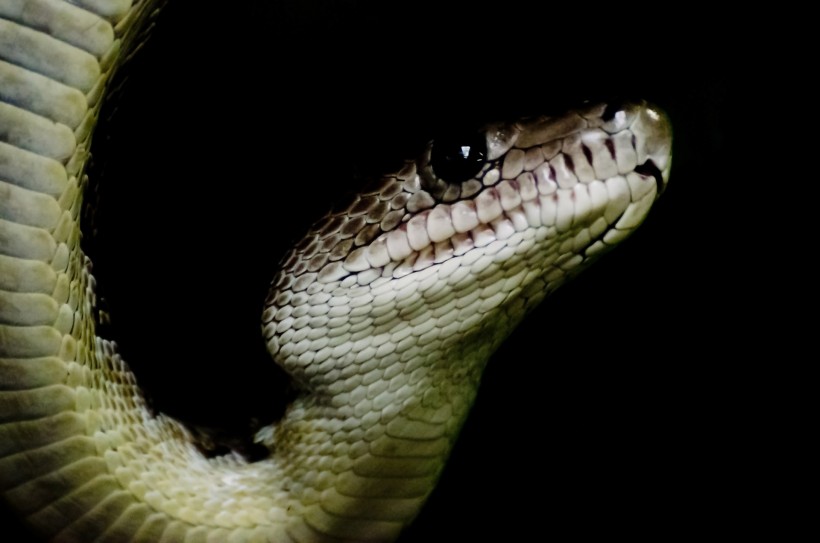 蛇图片(13张)