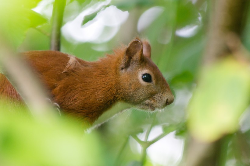 红褐色的小松鼠图片(15张)
