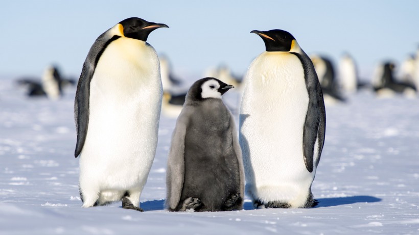 南极萌态十足的企鹅图片(12张)
