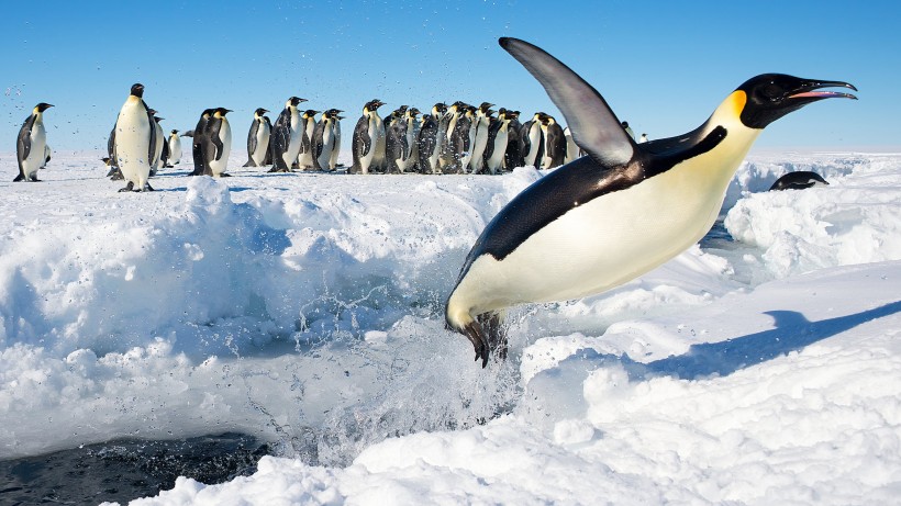 南极萌态十足的企鹅图片(12张)