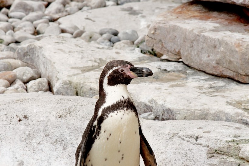 南极企鹅图片(13张)