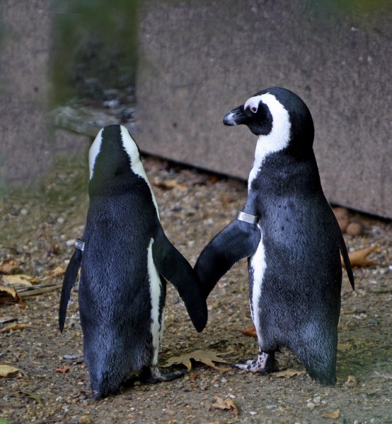 南极企鹅图片(13张)