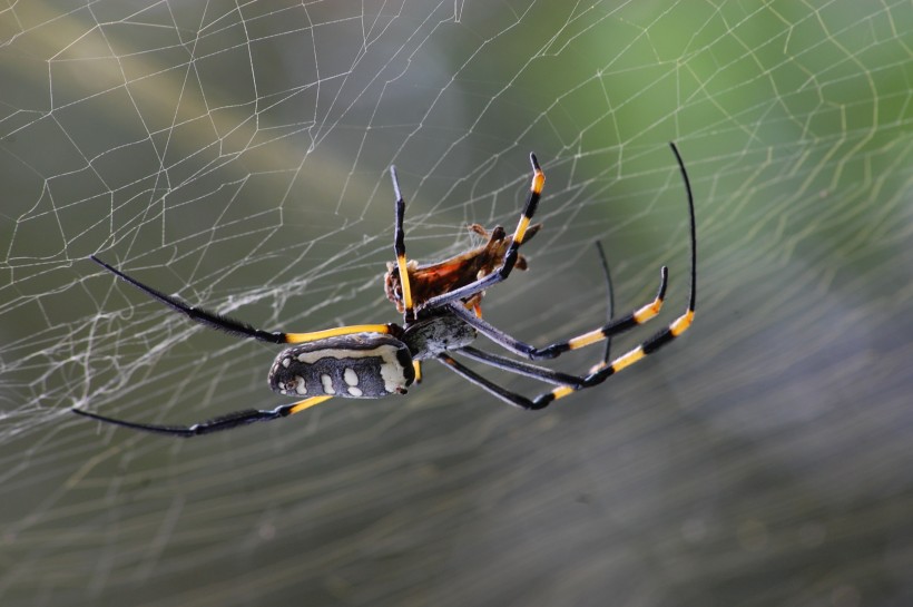 色彩斑斓的蜘蛛图片(11张)