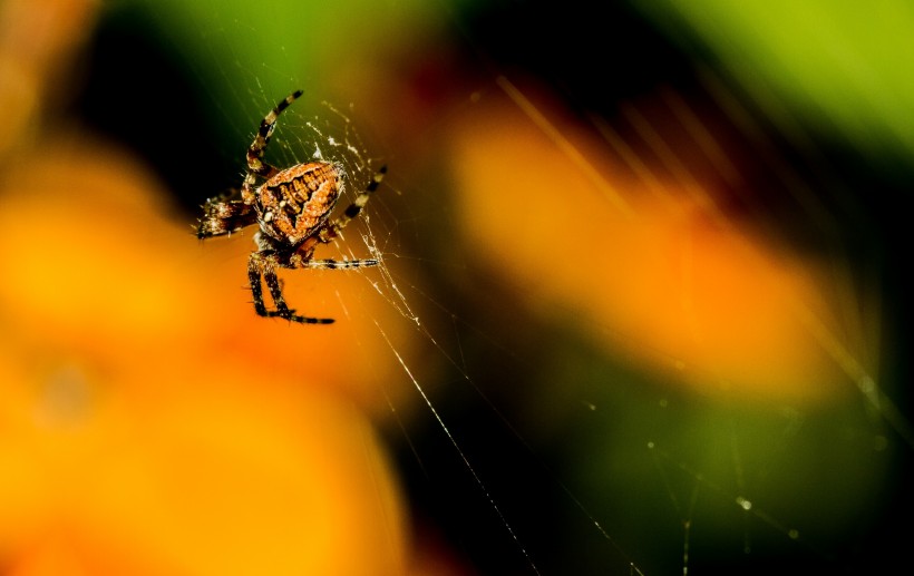 色彩斑斓的蜘蛛图片(11张)