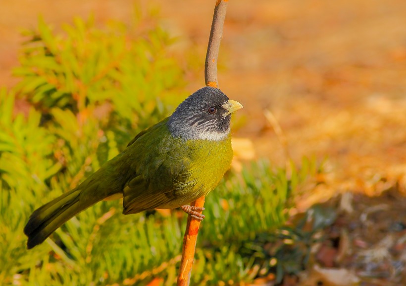 领雀嘴鹎鸟类图片(11张)
