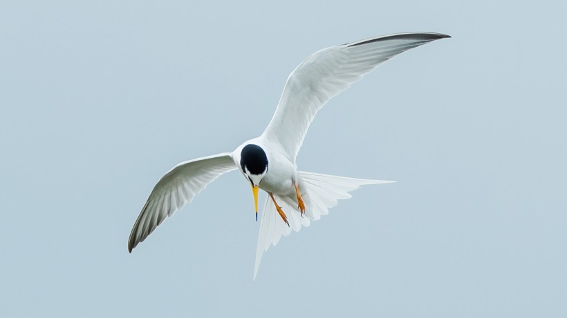 白额燕鸥图片(7张)