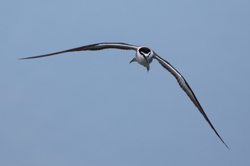 褐翅燕鸥图片(6张)