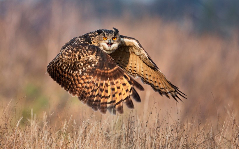 国家二级保护动物草鸮图片(11张)
